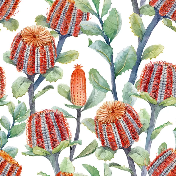 Aquarelle australienne banksia motif floral — Photo