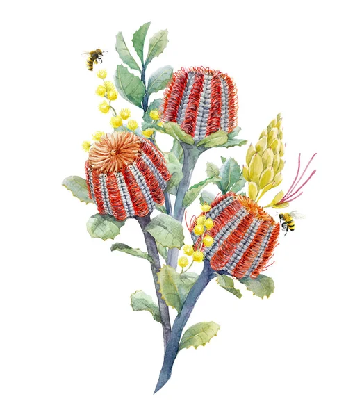 Watercolor australian banksia floral composition — Stock Photo, Image