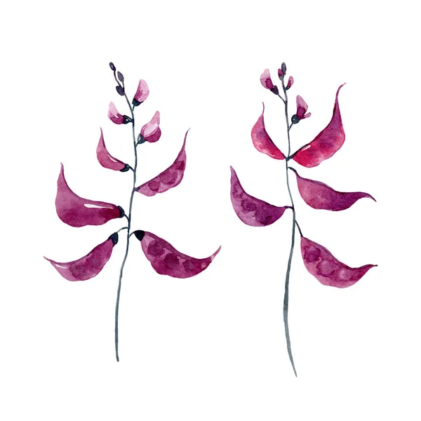 Akvarell ärt växt illustration set — Stockfoto