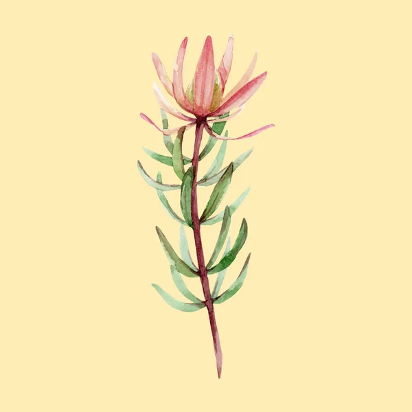 Illustration vectorielle florale aquarelle — Image vectorielle