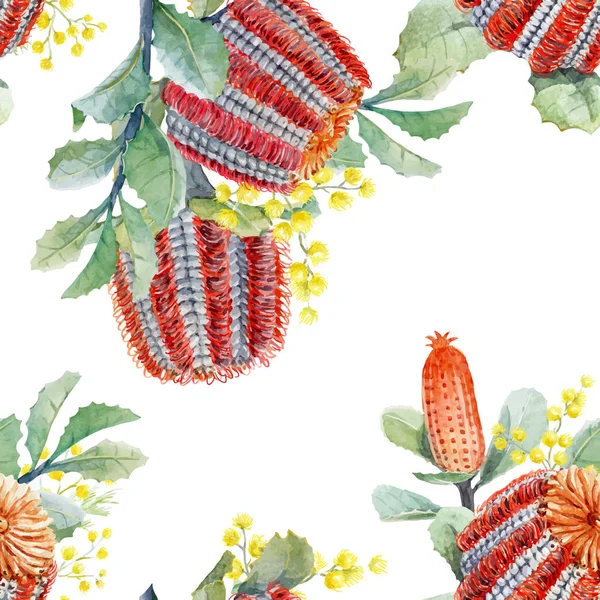 Aquarelle modèle vectoriel de banksia australienne — Image vectorielle