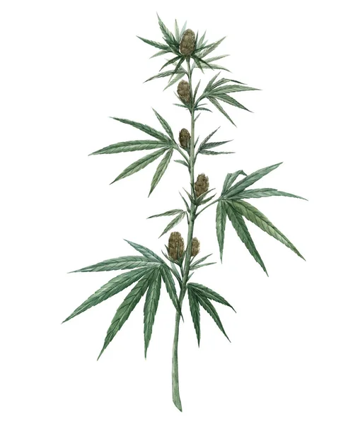 Belle illustration de marijuana médicale aquarelle. Médicament thérapeutique naturel . — Photo