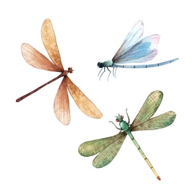 Suluboya yaz yusufçuk böceği renkli çizimler