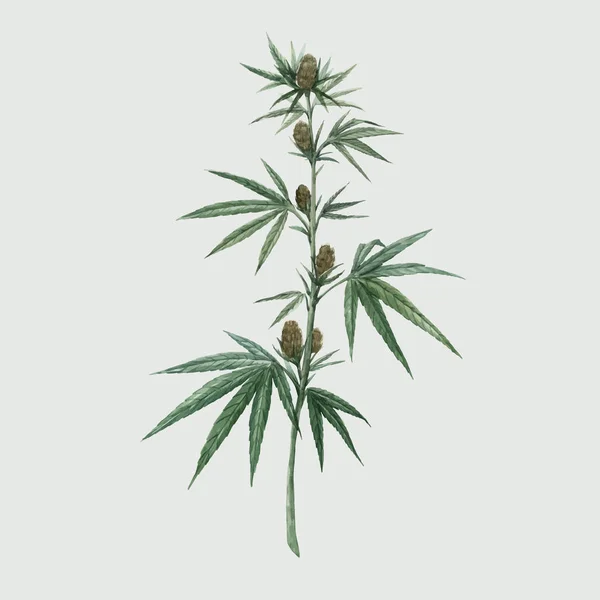 Linda ilustração de maconha medicinal vetor aquarela. Medicamento terapêutico natural . — Vetor de Stock