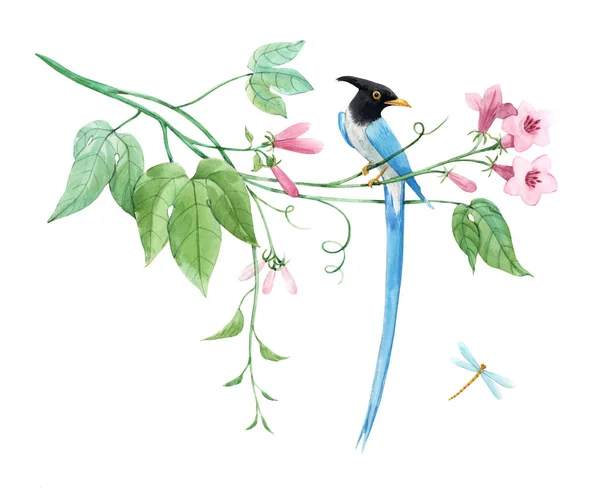 Υδατοχρωματιστά πουλιά του παραδείσου σε κλαδί με τροπικά απαλά ροζ λουλούδια. Λευκό απομονωμένο φόντο. Εικονογράφηση αποθέματος — Φωτογραφία Αρχείου