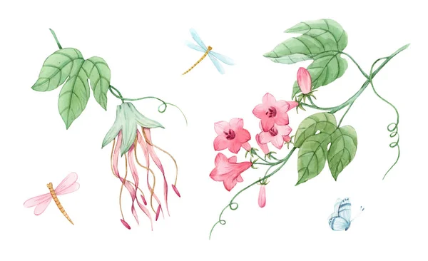Akvarel květinový set s tropickými rostlinami. Větvička s jemnými růžovými květy a vážky. Stock illustration. — Stock fotografie