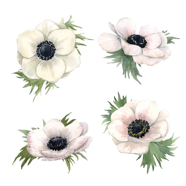 Beautiful watercolor floral set with isolated anemone flowers. Stock illustration. — Stock Photo, Image