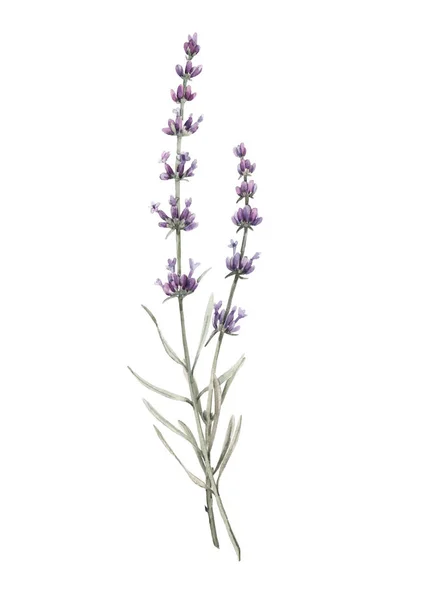 Schöne Aquarell Blumenstrauß mit isolierten Lavanda-Blumen. Aktienillustration. — Stockfoto