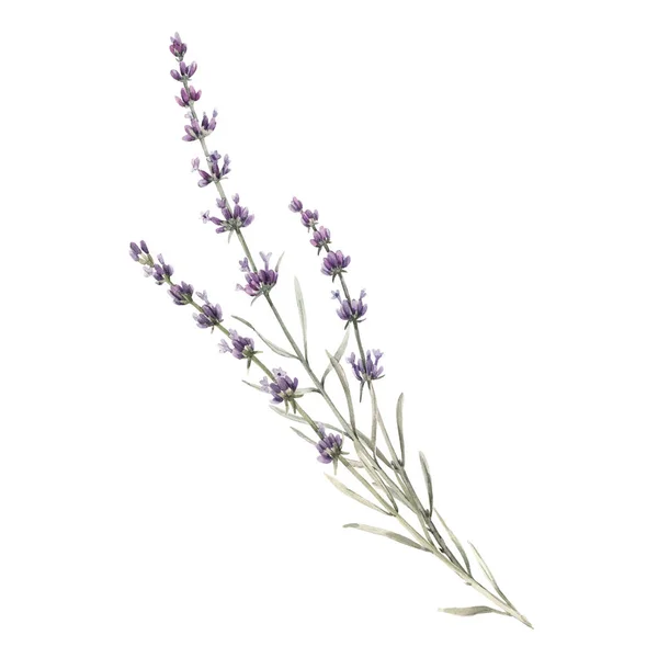 Schöne Aquarell Blumenstrauß mit isolierten Lavanda-Blumen. Aktienillustration. — Stockfoto