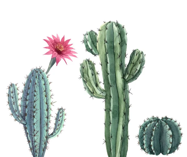 Krásné tři akvarel kaktus ručně kreslené ilustrace set. Bílé pozadí. Izolované objekty. — Stock fotografie