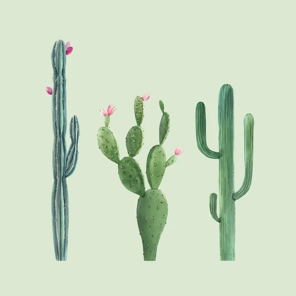 Hermoso tres vectores acuarela cactus ilustraciones dibujadas a mano conjunto. Fondo transparente. Objetos aislados . — Vector de stock