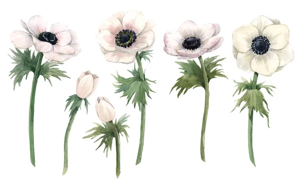 Акварельный цветочный набор с изолированными цветками анемона. Иллюстрация . — стоковое фото