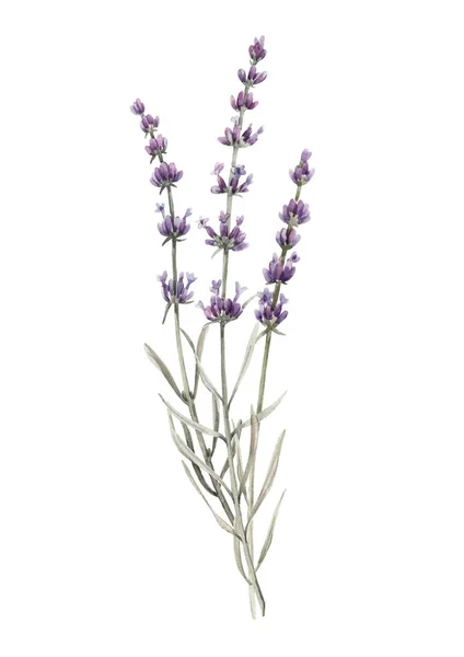 Schöne Aquarell Blumenstrauß mit isolierten Lavanda-Blumen. Aktienillustration. — Stockfoto