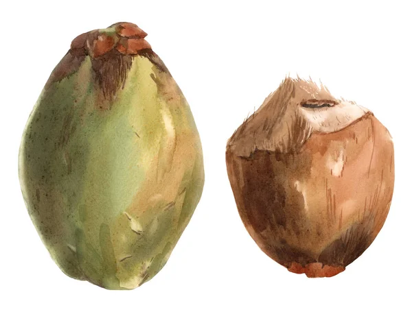 Conjunto de ilustrações de coco tropical aquarela bonita. Pronto para beber. arte desenhada à mão . — Fotografia de Stock