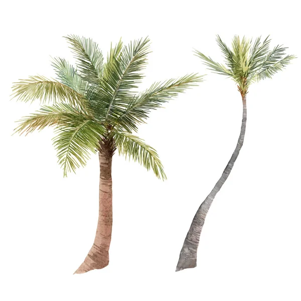 Bela aquarela tropical palma estoque ilustração. Mão desenhada árvore selva isolada no fundo branco . — Fotografia de Stock