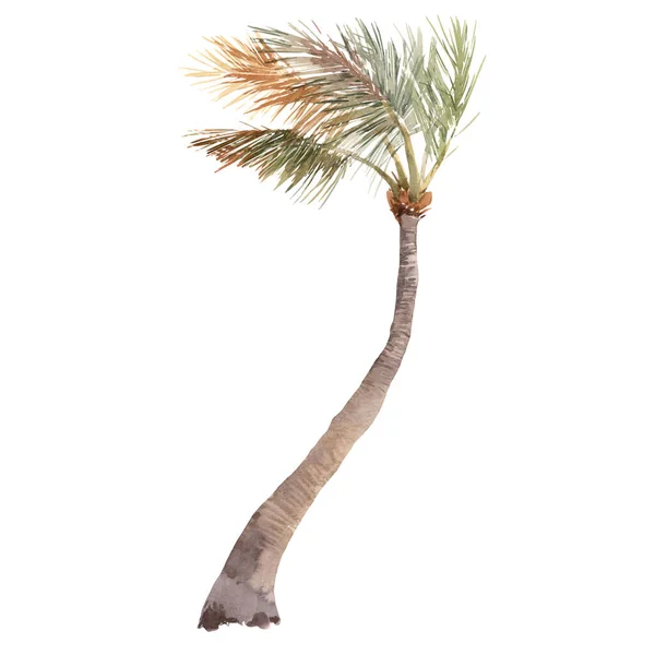 Прекрасна акварельна ілюстрація тропічної пальми. Рука намальована ізольована дерево джунглів на білому тлі . — стокове фото
