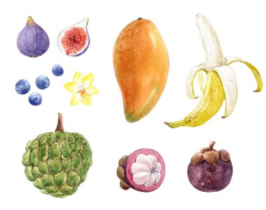 Suluboya meyve koleksiyonu mango, muz, incir, mangosteen, yabanmersini, vanilya çiçeği ve elma şekeri. Stok illüstrasyonu.