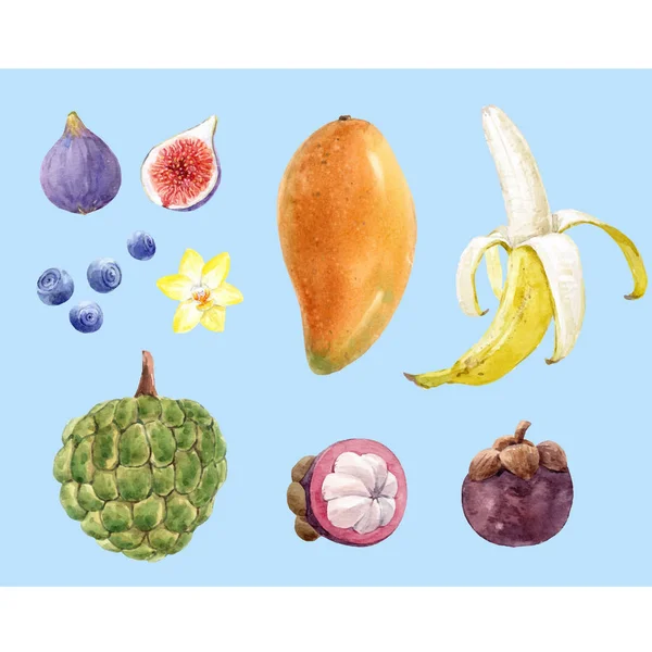Vetor aquarela coleta de frutas manga, banana, figo, mangostão, mirtilo, flor de baunilha e maçã de açúcar. Ilustração das existências . — Vetor de Stock
