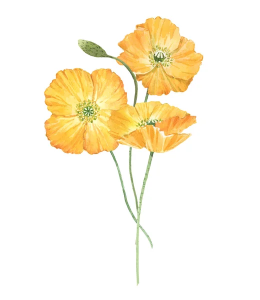 水彩黄色のポピーの花と美しい花束組成。ストックイラスト. — ストック写真