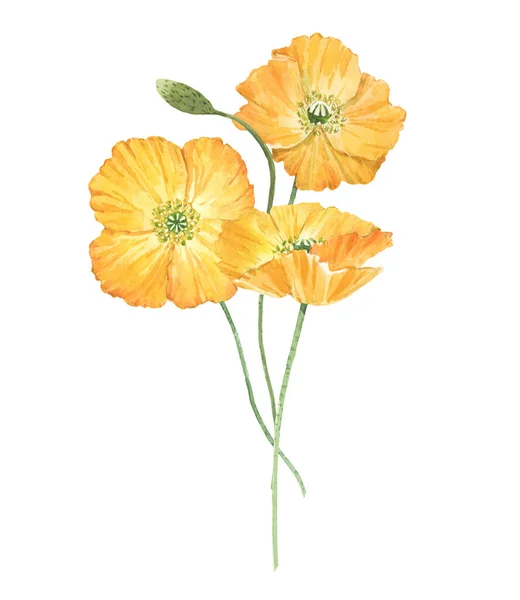 Krásná kytice složení s akvarelem žluté mák květiny. Stock illustration. — Stock fotografie
