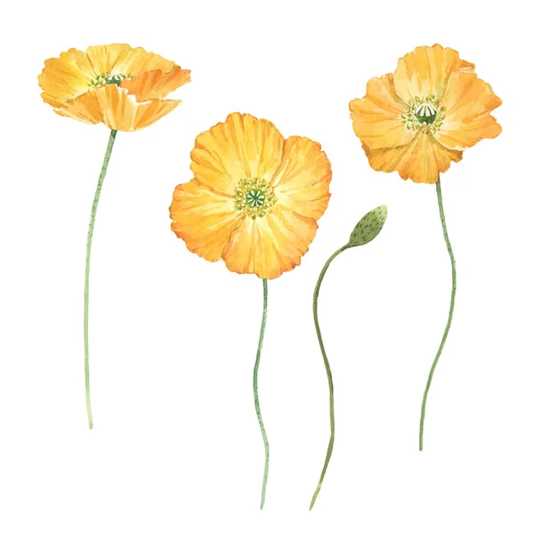 Schöne Bouquet-Komposition mit Aquarell gelben Mohnblumen. Aktienillustration. — Stockfoto