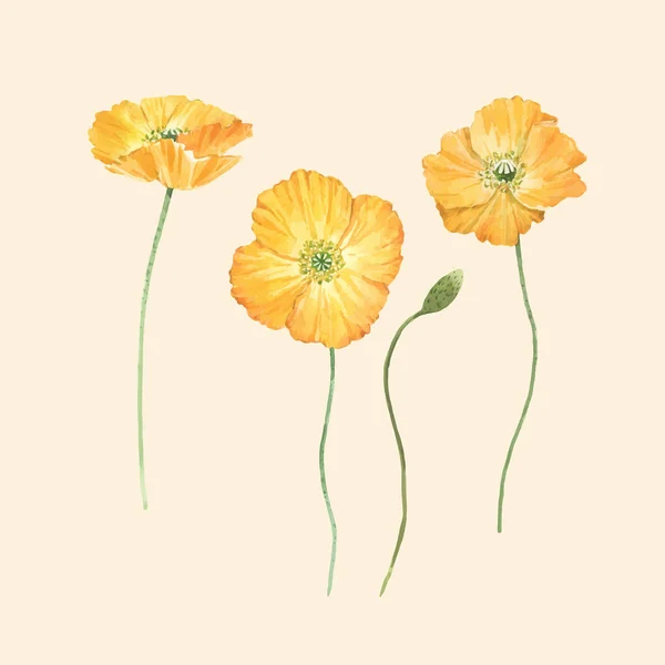 Hermosa composición de vectores con flores de amapola amarillas acuarela. Ilustración general . — Vector de stock