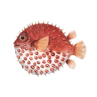 Çok tatlı suluboya kirpi balığıyla güzel sanat eserleri. Stok çizimi. Deniz yaşamı.