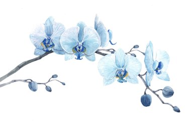 Beautiful floral stock illustration with watercolor blue orchid flower branch.