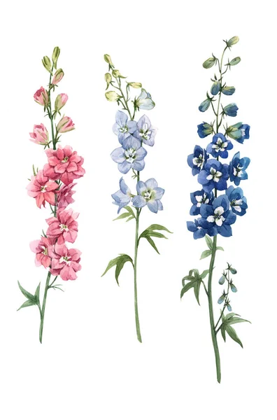 Wunderschönes Aquarell-Blumenset mit rosa, weißen und blauen Delphinium-Blüten. Archivbild. — Stockfoto