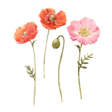 Kırmızı ve pembe gelincik çiçekleriyle suluboya güzel bir çiçek seti. Stok illüstrasyonu.