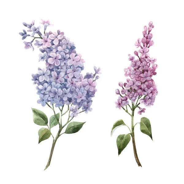 Beautiful watercolor floral set with pink lilac flowers. Stock illustration. — Stock Photo, Image