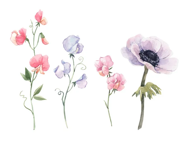 Wunderschönes Aquarell-Blumenset mit Anemonen und süßen Erbsenblumen. Archivbild. — Stockfoto