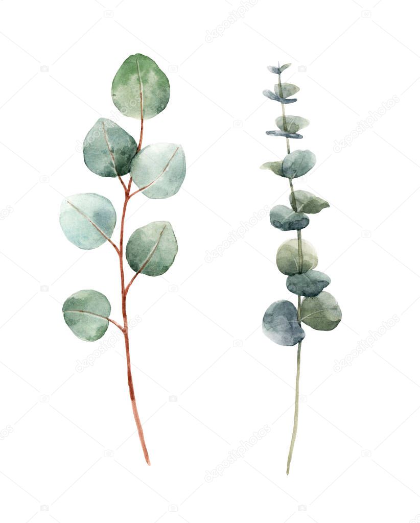 Beautiful watercolor floral set with two eucalyptus branches. Stock illustration.
