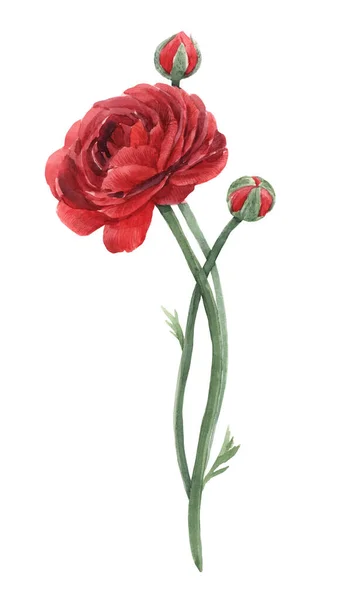 Belle image florale aquarelle avec fleur de ranunculus rouge. Illustration de stock . — Photo