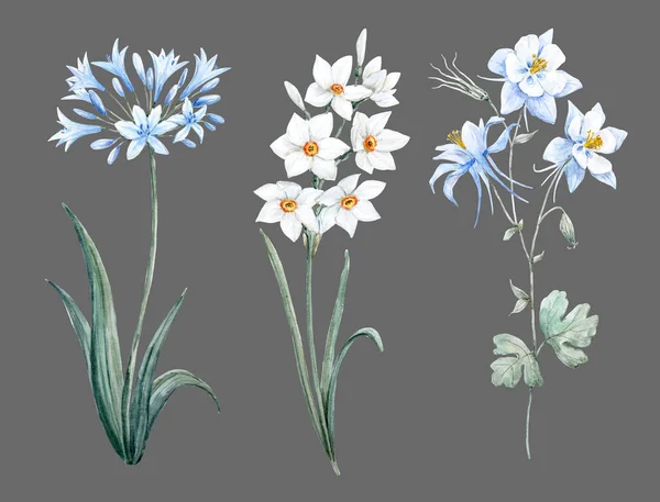 Όμορφο σετ λουλουδιών ακουαρέλας με απαλό μπλε άλλιουμ, νάρκισσο και λουλούδια aquilegia. Εικονογράφηση αποθέματος. — Φωτογραφία Αρχείου