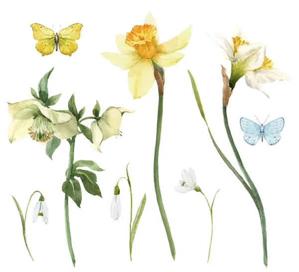 Hermoso conjunto floral de acuarela con suaves flores de hellebore y narciso. Ilustración general . — Foto de Stock