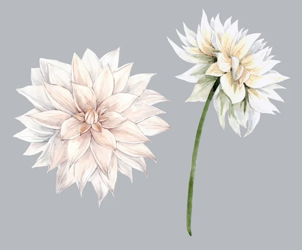 Hermoso conjunto floral de acuarela con flores de crisantemo blanco. Ilustración general . —  Fotos de Stock