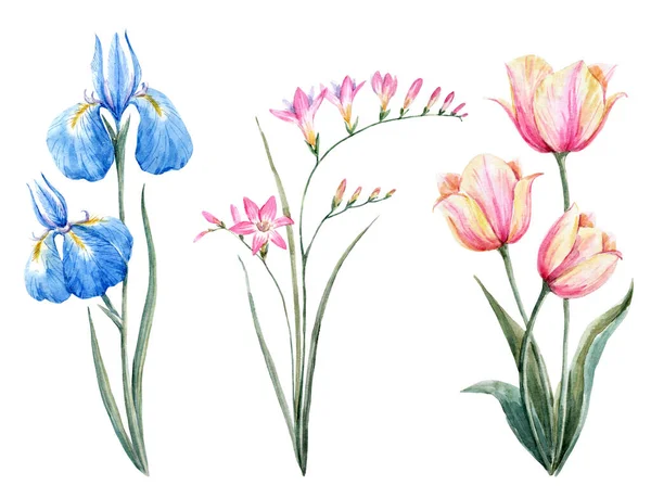 Wunderschönes Aquarell-Blumenset mit sanften blauen Iris und Tulpenblumen. Archivbild. — Stockfoto