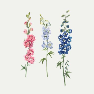 Beautiful vector watercolor floral set with pink, white and blue delphinium flowers. Stock illustration. clipart