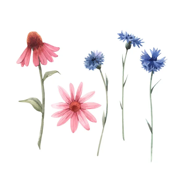 Gyönyörű vektor akvarell virágos készlet echinacea és búzavirág virágok. Készletillusztráció. — Stock Vector
