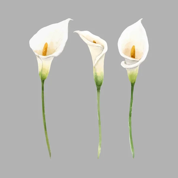 Piękny wektor akwarela kwiatowy zestaw z białymi kwiatami calla. Ilustracja. — Wektor stockowy