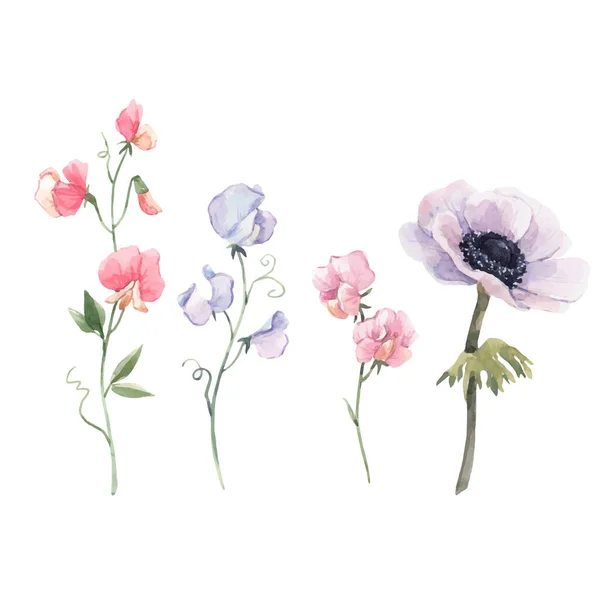 Beautiful vector watercolor floral set with anemone and sweet pea flowers. Stock illustration. — Stock Vector