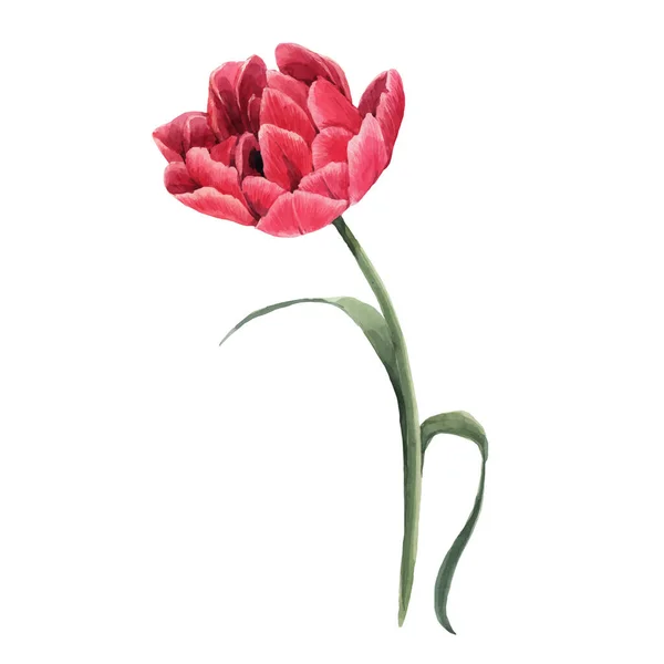 Bella vettoriale acquerello immagine floreale con fiore di tulipano rosso. Illustrazione delle scorte . — Vettoriale Stock