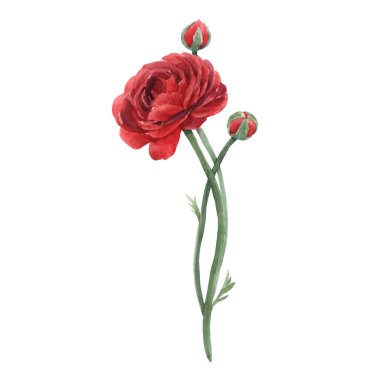 Kırmızı ranunculus çiçekli güzel suluboya vektör resmi. Stok illüstrasyonu.