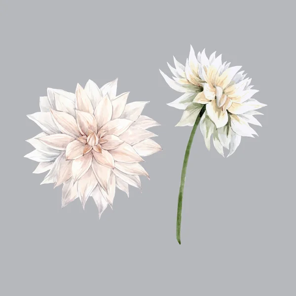 흰 국화 꽃이 달린 아름다운 벡터 수채화 꽃. 주식 삽화. — 스톡 벡터