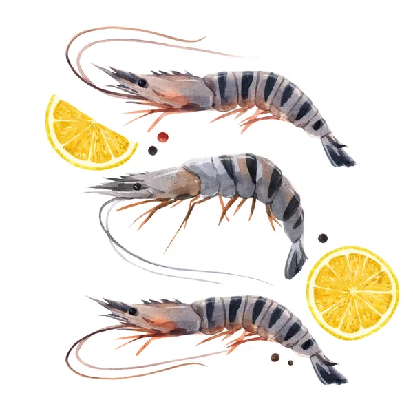 Beautiful stock illustration with watercolor hand drawn shrimps and lemon. — Stock Photo, Image