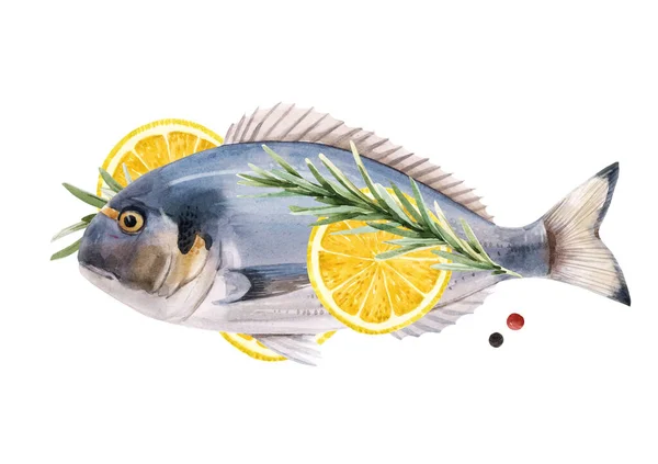 Beautiful stock illustration with watercolor hand drawn dorado fish. — Stock Photo, Image