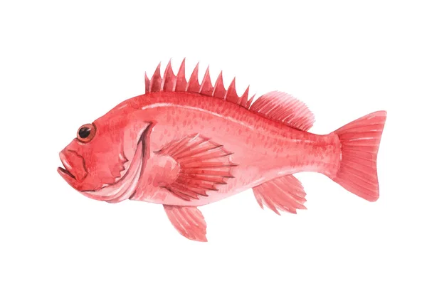 Gyönyörű állomány illusztráció akvarell kézzel rajzolt tengeri sügér hal. — Stock Fotó