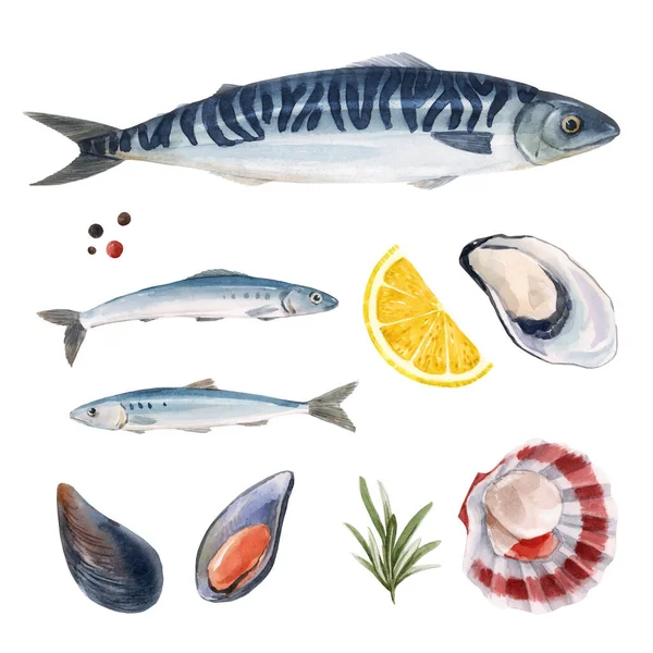 Bel ensemble avec aquarelle dessinée à la main de la vie marine maquereau et hareng poisson. Illustration de stock — Photo