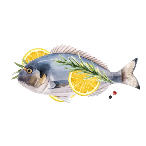 Krásné vektorové stock ilustrace s akvarelem ručně kreslené dorado ryby. — Stockový vektor